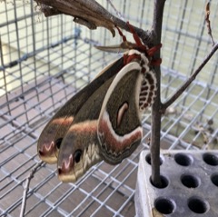 First moth